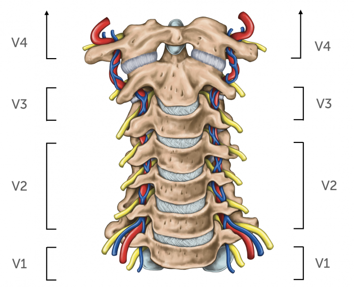 Anatomy vertebral arteries