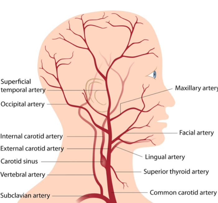 branches ECA