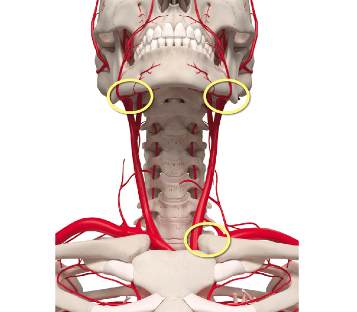 2. Carotid Ultrasound - Anatomy | 123 Sonography