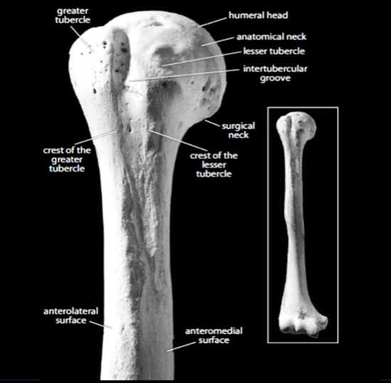 What can you find in the short axis view of the biceps tendon on the ...