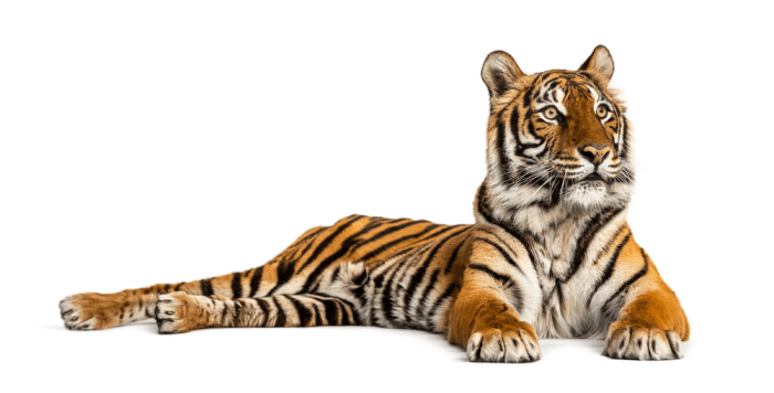 Picture of a tiger lying