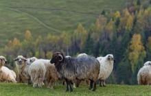 Sheep_Transylvania.jpg