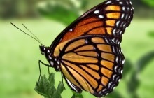 Viceroy_Butterfly.jpg