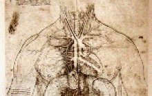 anatomy.jpg