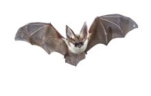 Image of a flying bat.