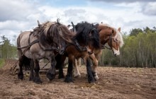 shutterstock_295767206_Horses%20Harness.jpg