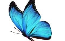 Blue Butterfly.